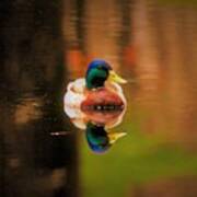 - Male Mallard Poster