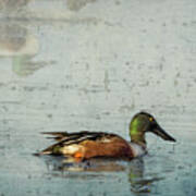 Male Northern Shoveler And Company Poster