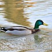 Mallard Duck Swimming In Water Poster