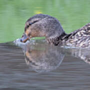 Mallard Female Poster