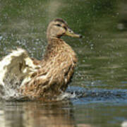 Mallard Hen Duck Splashing in Water Poster