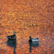 Mallards On Danvers River At Sunset Poster