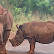 Mama And Baby Rhino Pair Poster