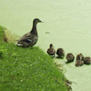 Mama And Ducklings Poster