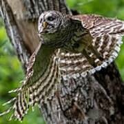 Mama Barred Owl At Full Speed Poster