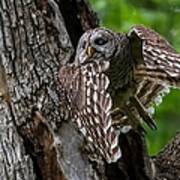 Mama Barred Owl Hunting Face Poster