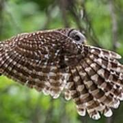 Mama Barred Owl In Action Poster