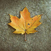 Maple Leaf On Stone Poster