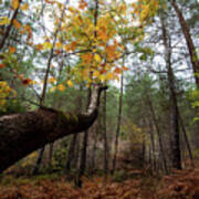 Maple Tree With Yellow Leaves In Autumn In A Forest . Troodos Cyprus Poster