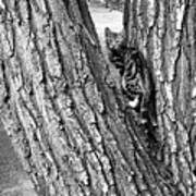 Marbled Tabby Kitten Climbs Tree In Abiquiu New Mexico Poster