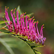 Marching On Pink Grevillea Flower Poster