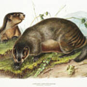 Marmots. John Woodhouse Audubon Illustration Poster