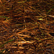 Marsh Grasses In The Breeze Poster