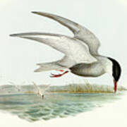Marsh Tern, Hydrochelidon Fluviatilis Poster