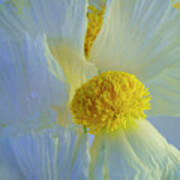 Matilija Poppy Portrait 8 Poster