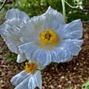 Matilija Poppy Poster