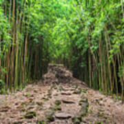 Maui's Bamboo Forest Poster