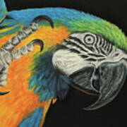 Max The Macaw #1 Poster