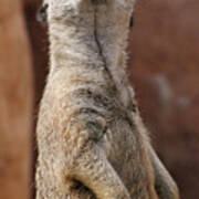 Meerkat Standing At Attention Poster