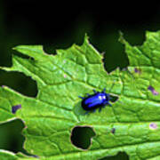 Metallic Blue Leaf Beetle On Green Leaf With Holes Poster