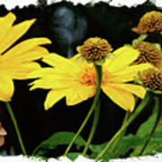 Mexican Sunflower Poster