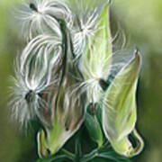 Milkweed Pods And Seeds Poster