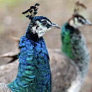 Mirror Peacocks Poster