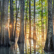 Mississippi Cypress Tree Sunrise In Morning Fog Poster