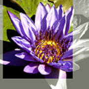 Missouri Botanical Garden Water Lily Flower Poster