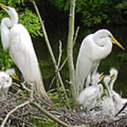 Mom N Pop N Chicks Poster