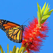 Monarch Butterfly And Bottlebrush Flower Poster