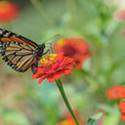 Monarch Butterfly And Red Zinnia Poster