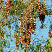 Monarch Butterfly Clusters, 1 Poster