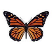 Monarch Butterfly Poster