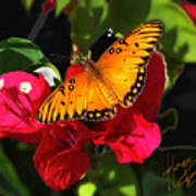 Monarch Butterfly On A Red Flower Poster