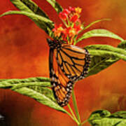 Monarch Butterfly On Milk Weed Poster
