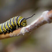Monarch Caterpillar On The Move Poster
