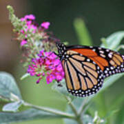 Monarch On Magenta Butterfly Bush Poster