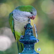 Monk Parakeet Driking Water From Iron Fountain Blurred Background Cadiz Poster