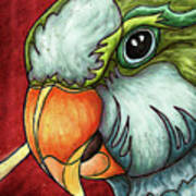 Monk Parakeet Portrait, Quaker Parrot Poster