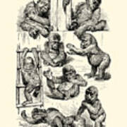 Monkey Babies Poster