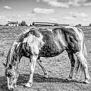 Monochrome Horses In A Filed Poster