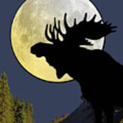 Moose In The Moonlight Poster