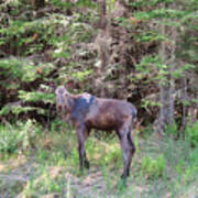 Moose Looking At You Poster