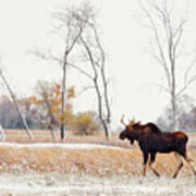 Moosing Around -  Bull Moose Wandering Through Nd Snow Dusted Autumn Prairie Scene In Nd Poster