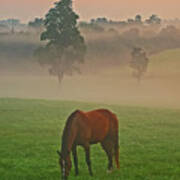 Morning At The Pasture. Poster