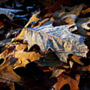 Morning Frost Autumn Leaves Poster