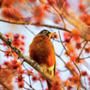 Morning Robin In Red Maple Blossoms Poster