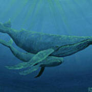 Mother And Baby Humpback Poster