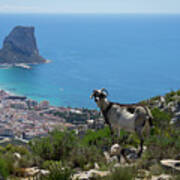 Mountain Goat, Mediterranean Sea And The Coastal City Of Calpe Poster